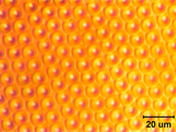 Laser textured surface of silicon
